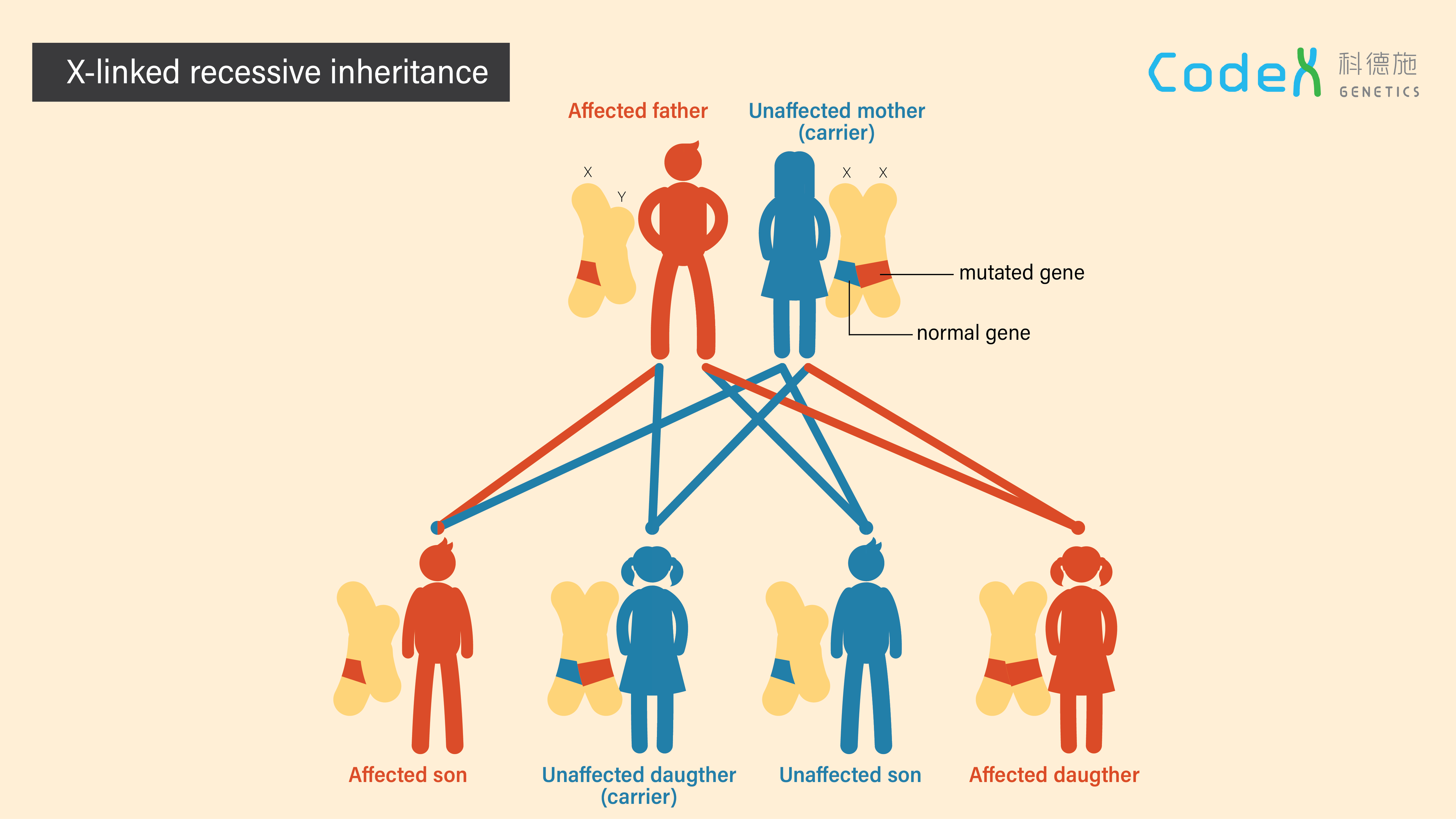 X-linked recessive inheritance 